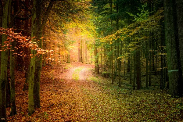 Colorido bosque en el otoño en Polonia — Foto de Stock