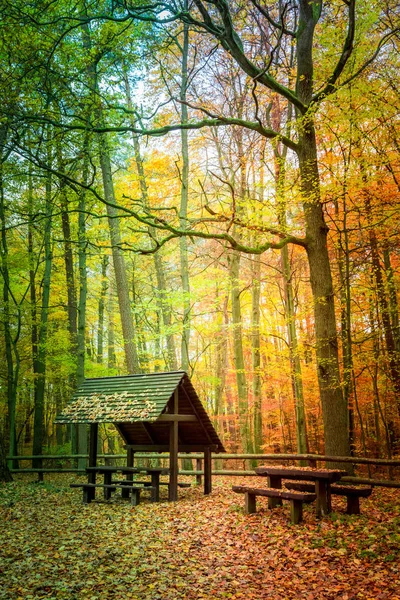 Прекрасна осінь у лісі в Європі — стокове фото