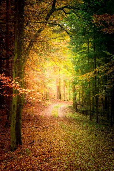 Colorful autumn in the forest in Poland Stock Image