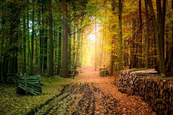 Piękny las jesienią w Europie — Zdjęcie stockowe