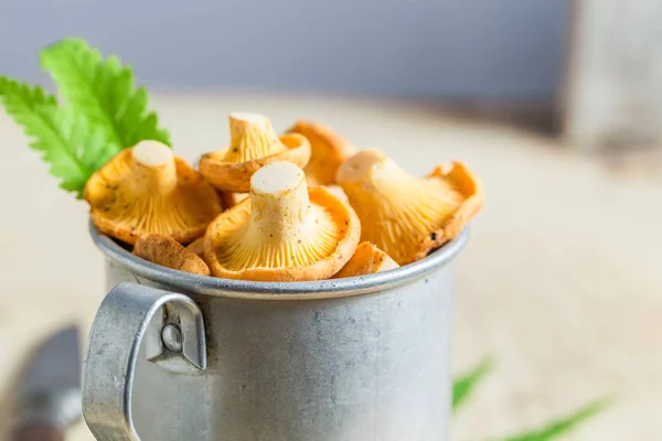 Chanterelles comestíveis colhidos recentemente da floresta — Fotografia de Stock