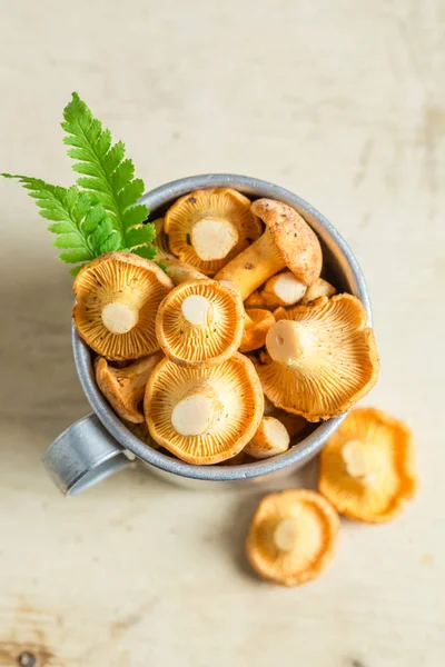 Cogumelos saudáveis colhidos na floresta — Fotografia de Stock