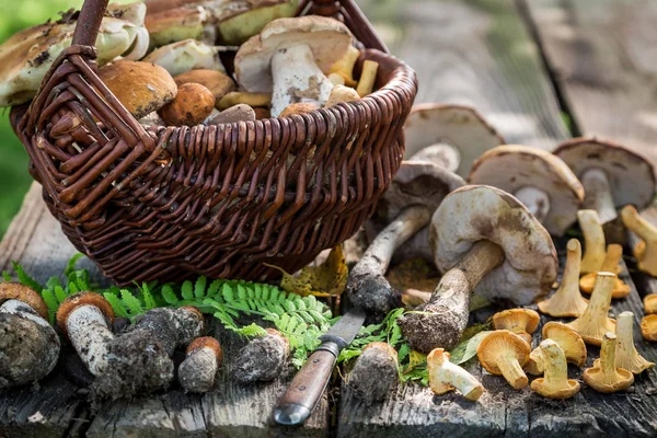 Cogumelos silvestres saborosos cheios de sabor e aromáticos — Fotografia de Stock
