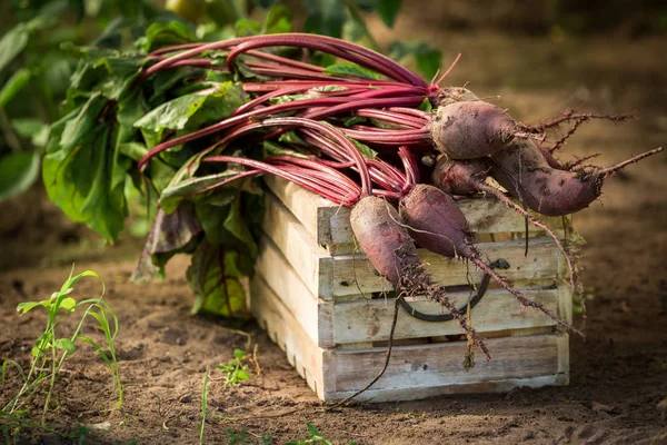 Remolacha fresca y biológica en un invernadero — Foto de Stock
