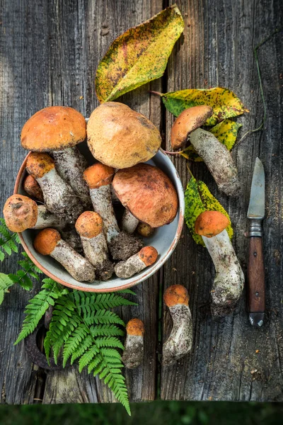 Vários cogumelos selvagens com samambaia verde da floresta — Fotografia de Stock