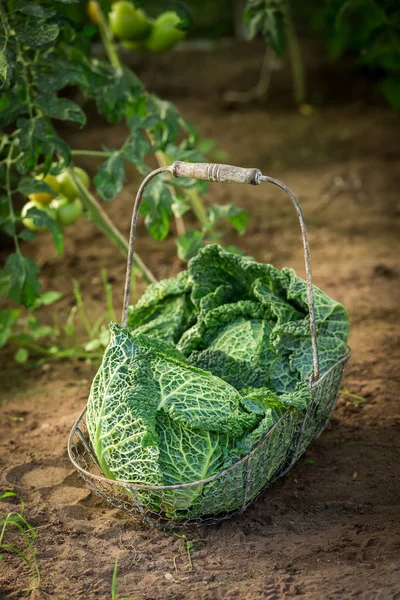 Green cabbage in a basket in a greenhouse — Stock Photo, Image