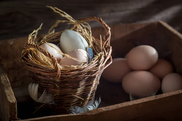 Fris en ecologische eieren in de mand — Stockfoto