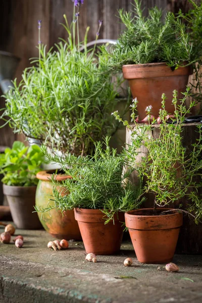 Fresh and green herbs in old clay pots — Stock Photo, Image