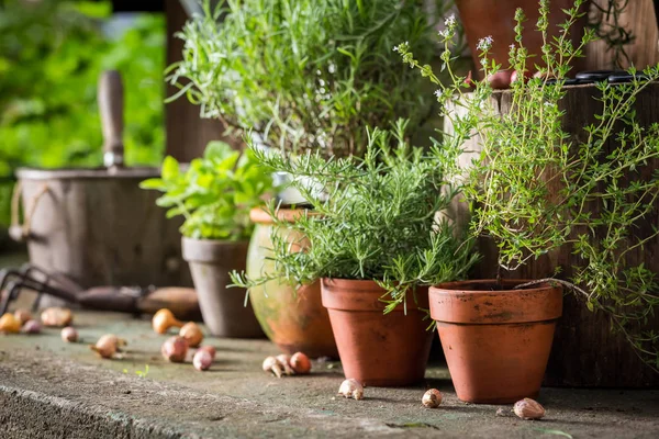 Aromatic and healthy herbs on the old porch — Stock Photo, Image