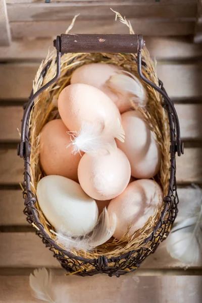 Fresh free range eggs from the farm — Stock Photo, Image