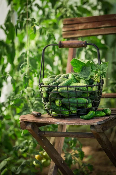 Gezonde en groene komkommers in een kas — Stockfoto