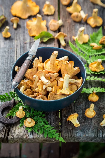 Cogumelos chanterelle selvagens saborosos coletados no outono — Fotografia de Stock