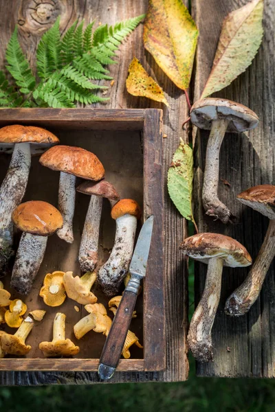 Cogumelos silvestres comestíveis cheios de sabor e aromáticos — Fotografia de Stock