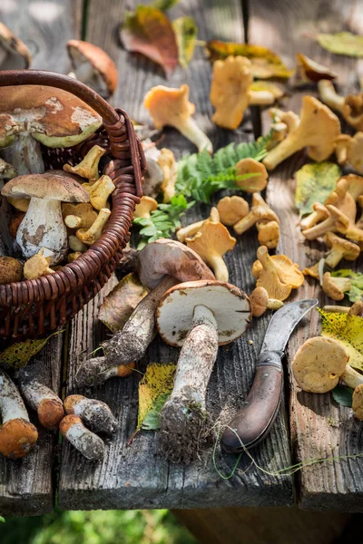 Cogumelos selvagens comestíveis na velha mesa rústica de madeira — Fotografia de Stock