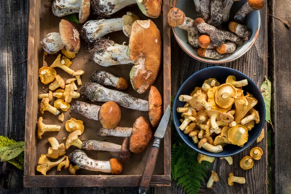 Nobres cogumelos selvagens cheios de sabor e aromáticos — Fotografia de Stock