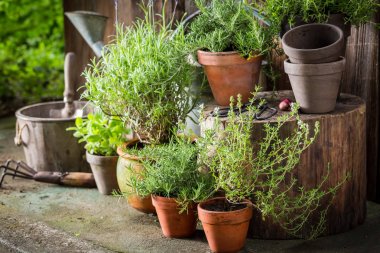 Green and ecological herbs in old clay pots clipart