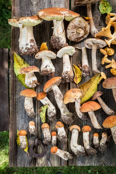 Здорові дикі гриби з зеленим папороті з лісу — стокове фото