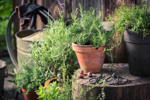 Green and ecological herbs in summer garden — Stock Photo, Image