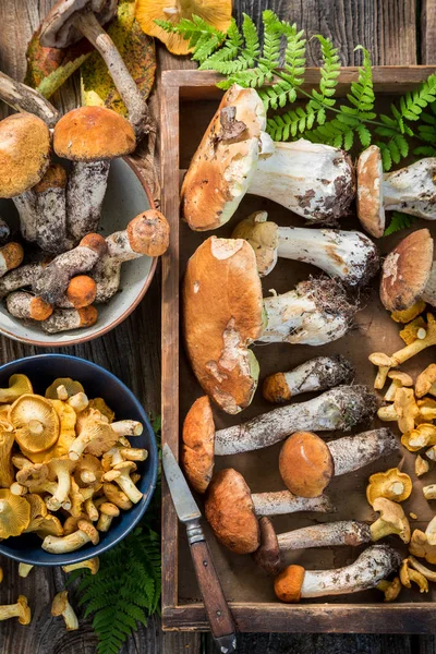 Verschillende boschampignons rechtstreeks uit het bos — Stockfoto