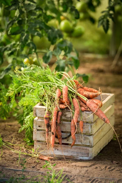 Gezond en rode wortel in een kas — Stockfoto