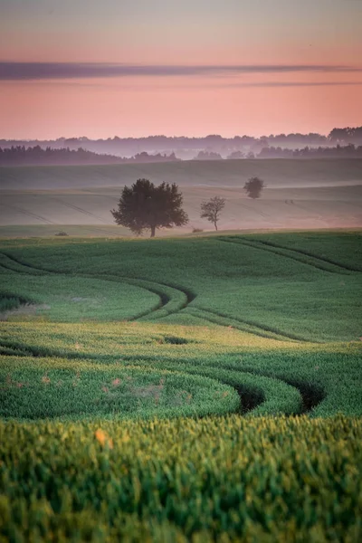 Úžasné svítání v mlhavé oblasti v létě — Stock fotografie