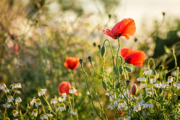 Hermosa semilla de amapola en el campo al amanecer, Europa —  Fotos de Stock