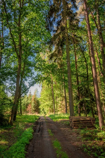 Solig sommar i skogen i Polen — Stockfoto