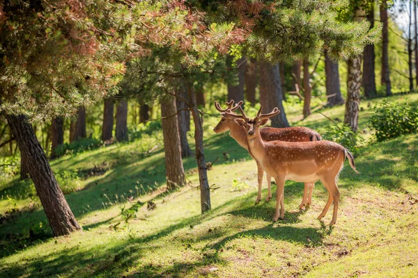 Hermosos ciervos en el bosque al amanecer, Europa —  Fotos de Stock