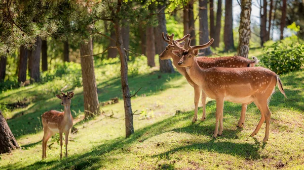 Fantastiskt hjortar i skogen i gryningen, Europa — Stockfoto