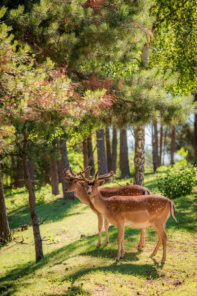 Hermosos ciervos en el bosque al amanecer, Europa —  Fotos de Stock