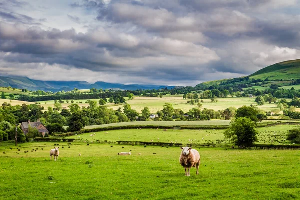 Schapen grazen op de weide in Lake District, England — Stockfoto