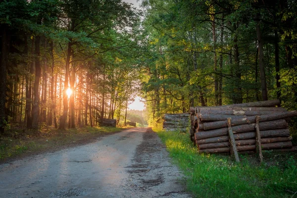 Prachtige zonsopgang in de bossen in Polen — Stockfoto