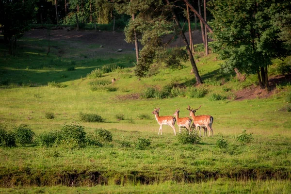Vackra hjortar i skogen i sommar, Europa — Stockfoto