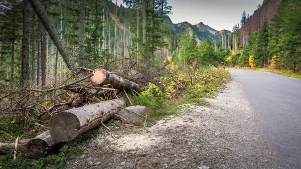 Mörk väg i fjällen på hösten i Polen — Stockfoto