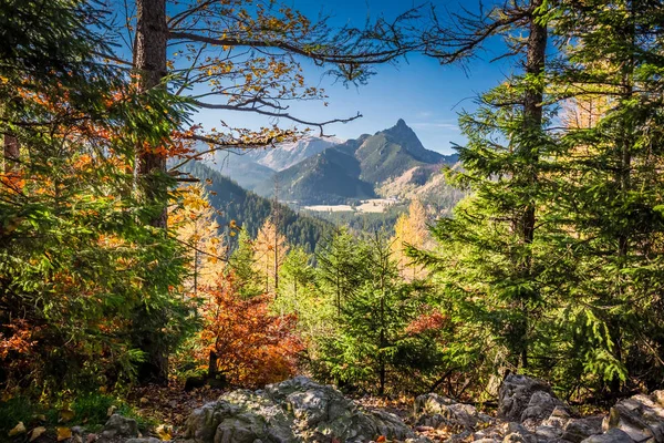 Prachtige bos in Tatra gebergte bij zonsopgang in de herfst — Stockfoto