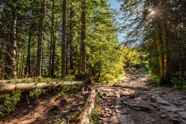 Kleurrijke bossen in Tatra gebergte bij zonsopgang in de herfst — Stockfoto