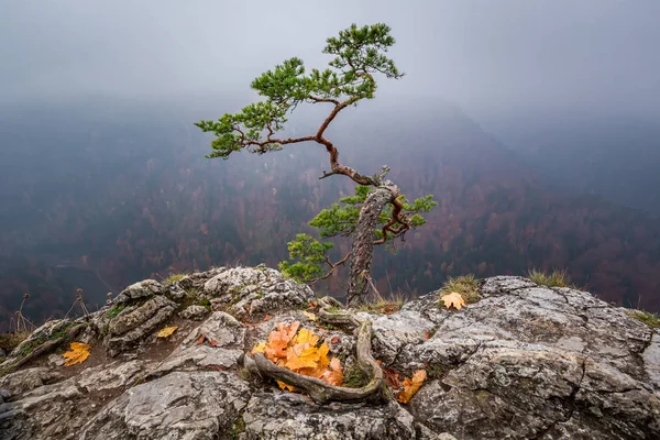 Impressionante Sokolica pico em Pieniny montanhas ao nascer do sol na Polônia — Fotografia de Stock