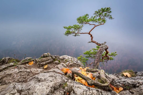 Misty Sokolica peak in Pieniny mountains at sunrise in autumn — Stock Photo, Image