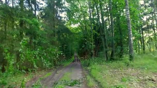 Hermoso bosque verde en verano, Polonia, Europa — Vídeo de stock