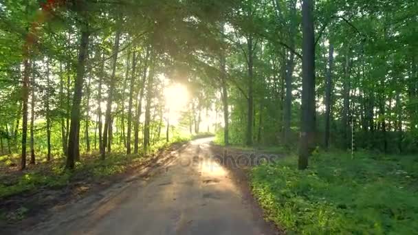 Sunny summer in the green forest in Poland, Europe — Stock Video