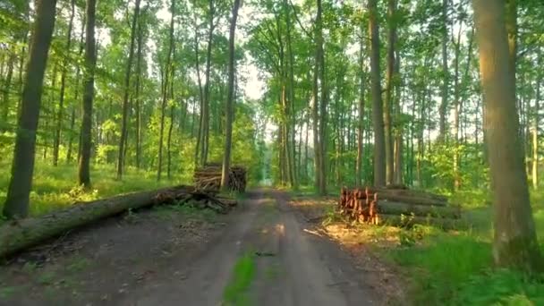 緑の美しい夏のポーランド、ヨーロッパの森 — ストック動画