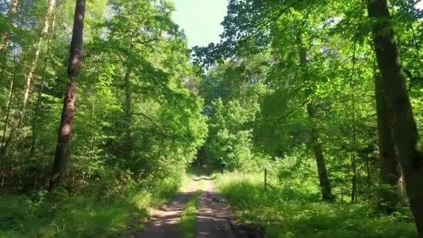 Caminhando no meio da floresta árvores verdes cheias na primavera — Vídeo de Stock