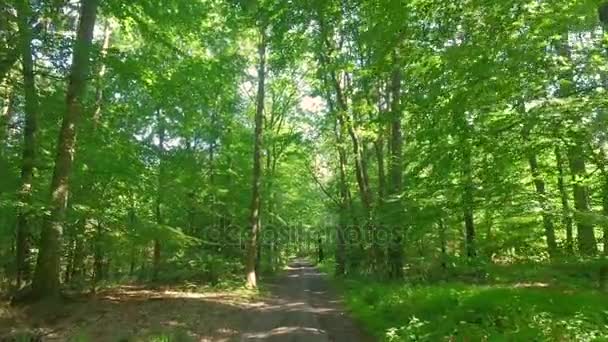 화창한 날에 봄 숲 전체 녹색 나무 — 비디오