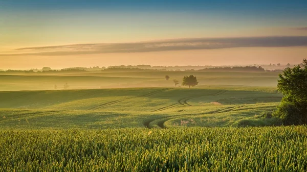 Atemberaubende Morgendämmerung auf nebligem Feld im Sommer, Europa — Stockfoto