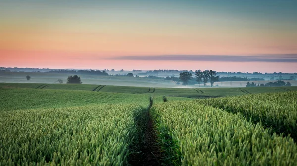 Nascer do sol no campo nevoeiro verde no verão, Europa — Fotografia de Stock