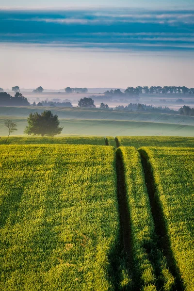 Sunrise at foggy green field in summer, Europe — Stock Photo, Image