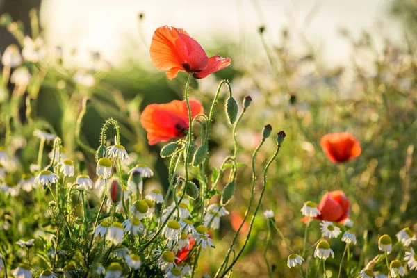 Semilla de amapola en el campo al amanecer, Polonia — Foto de Stock