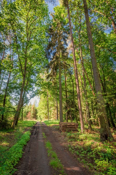 Solig sommar i den gröna skogen i Polen, Europa — Stockfoto