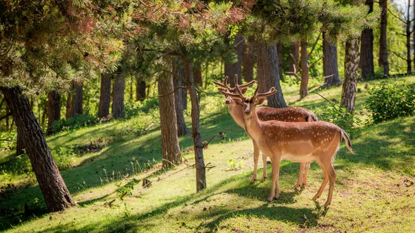 Wunderbare Hirsche im Wald in der Morgendämmerung, Polen, Europa — Stockfoto