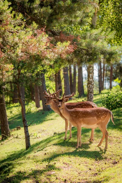 Ciervos impresionantes en el bosque en un día soleado, Europa —  Fotos de Stock